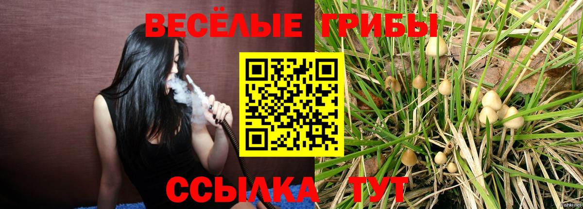 Бийск  Галлюциногенные грибы Psilocybine cubensis  Вход с VPN 